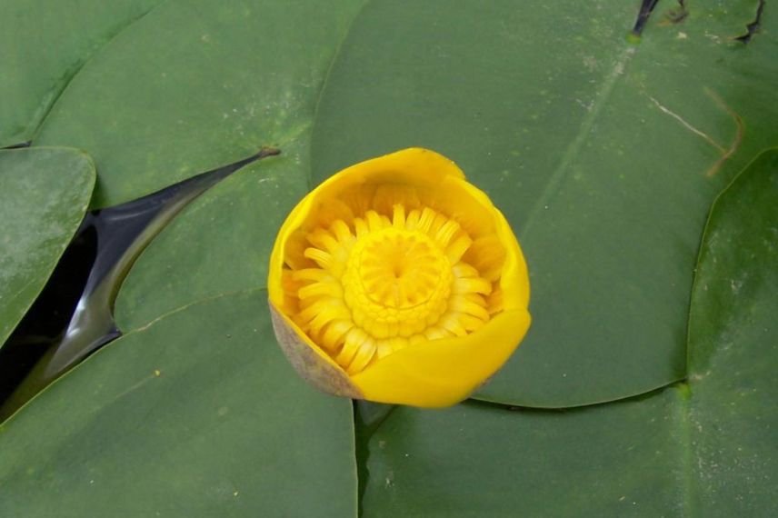 plante de bassin, nénuphar jaune