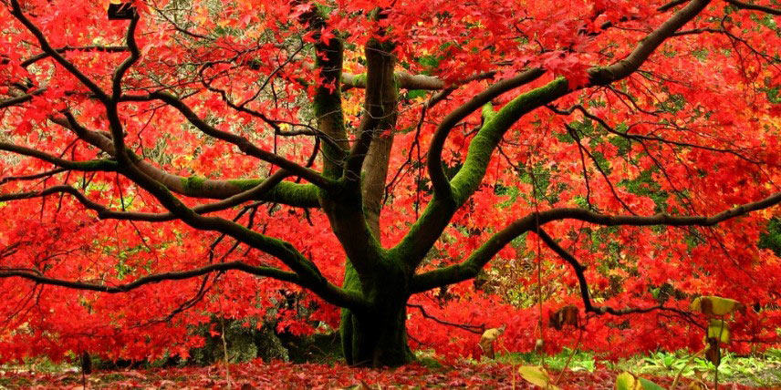 Le feuillage rouge d'un érable du Japon en automne