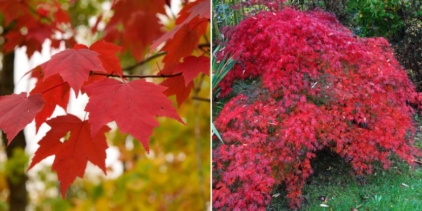 Les feuilles rouges des érables en automne