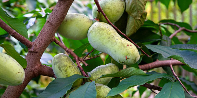 Les fruits de l'Asiminier, Asimina triloba