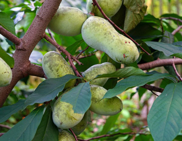 Comment récolter et conserver les fruits de l'Asiminier ?