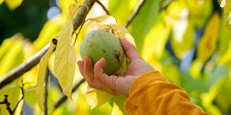 La récolte des Asimines ou Pawpaw