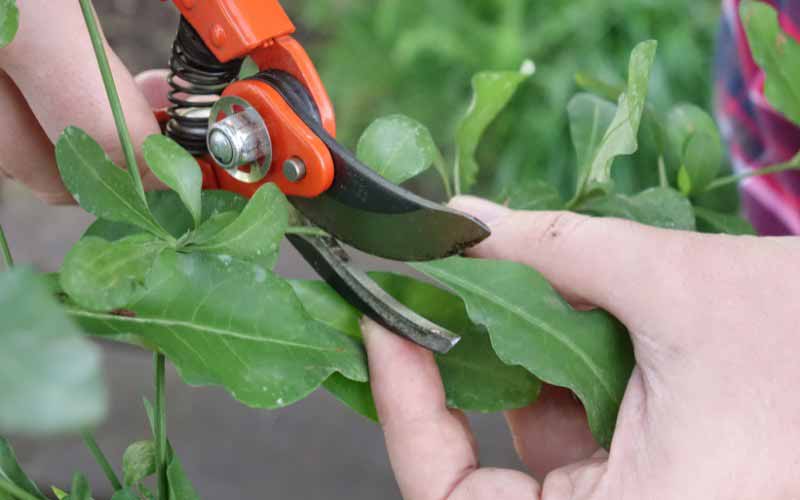 Comment bouturer le Plumbago