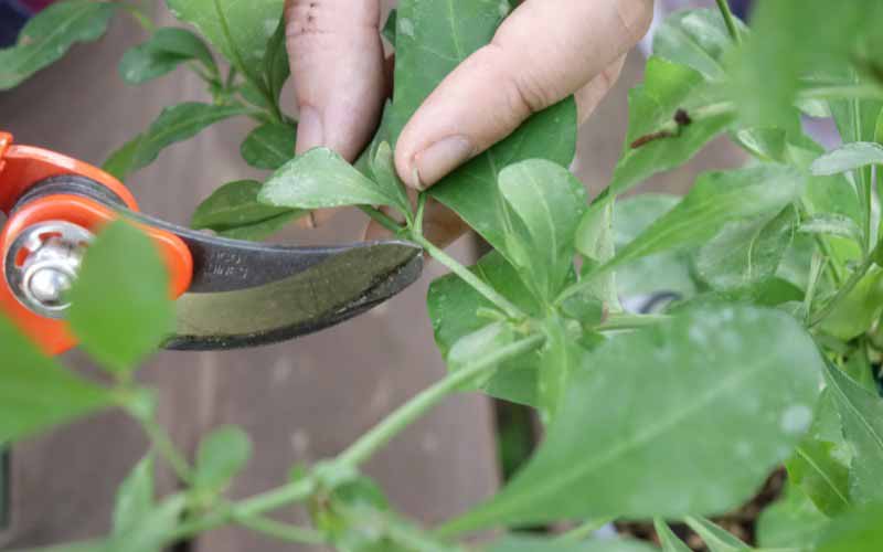 Comment bouturer le Plumbago