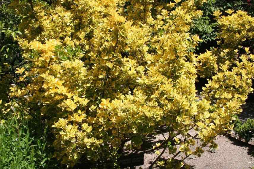 euonymus japonicus