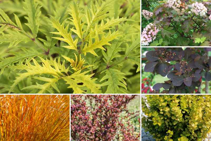 Un maître jardinier révèle les secrets de la culture d'herbes aromatiques  en intérieur tout au long de l'année 