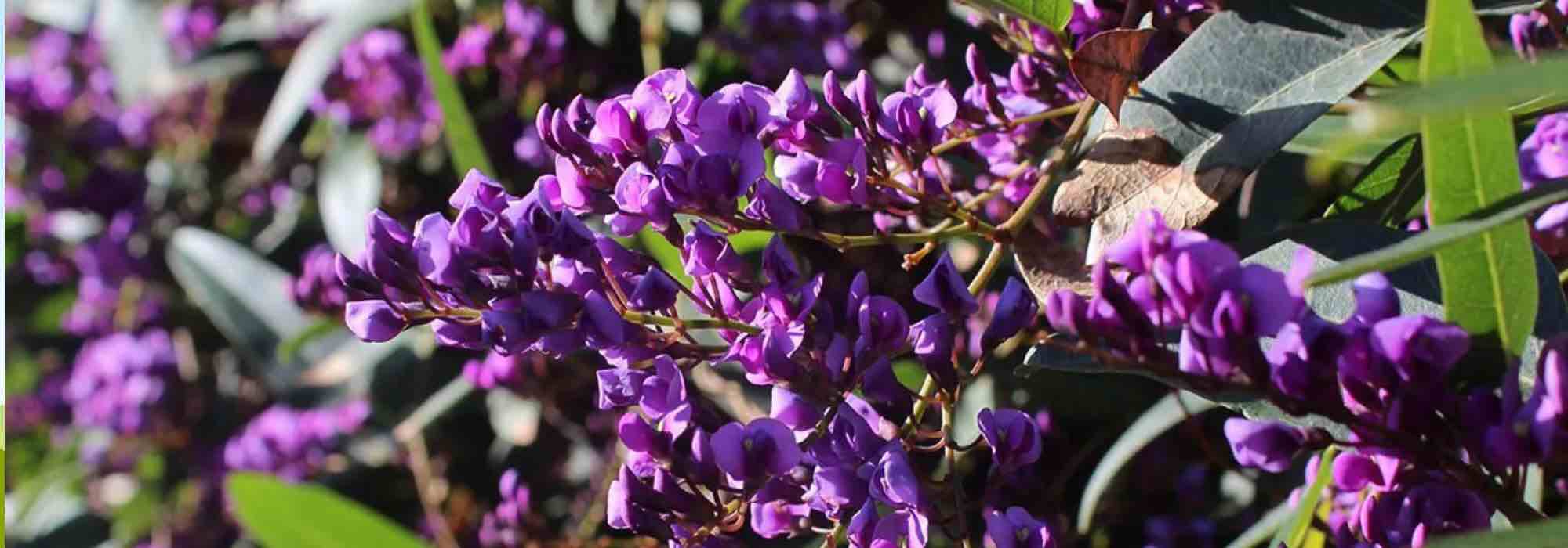 Comment cultiver l'Hardenbergia en pot ?