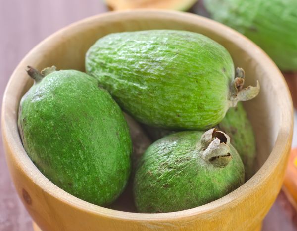 Comment récolter et conserver les fruits du Feijoa ?