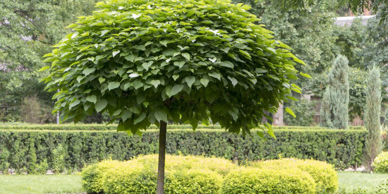 Catalpa : comment le tailler