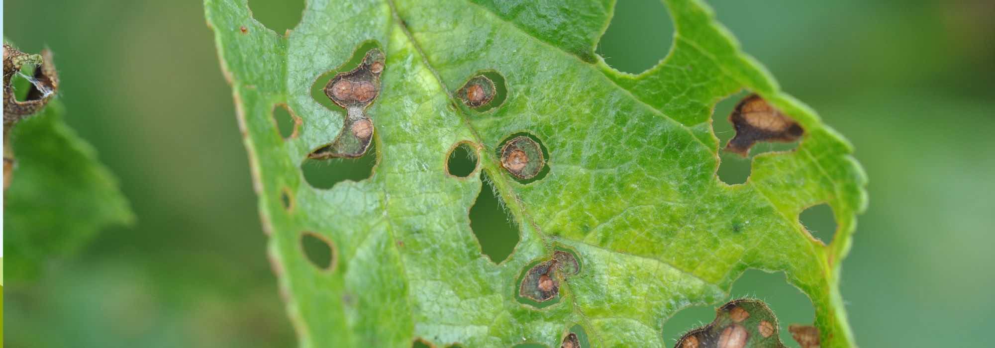 Maladies et parasites des cerisiers à fleurs