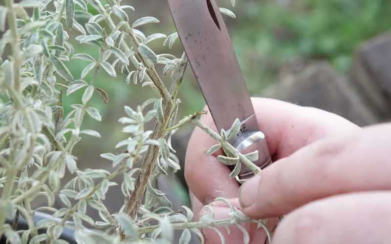 Bouture à talon de Westringia