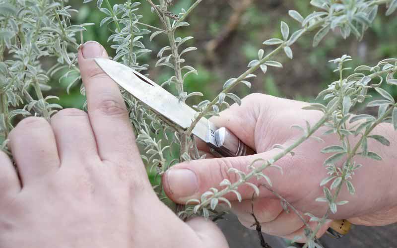 Comment bouturer le Westringia