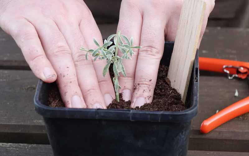 Comment bouturer le Westringia