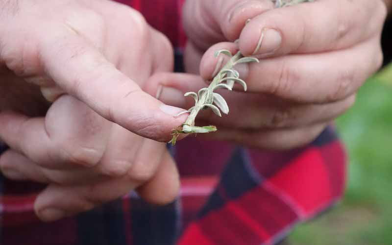 Westringia : bouture à talon