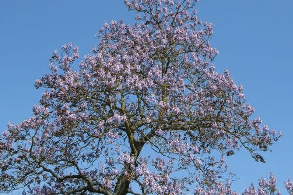 Espèces invasives : faut-il avoir peur du paulownia ?