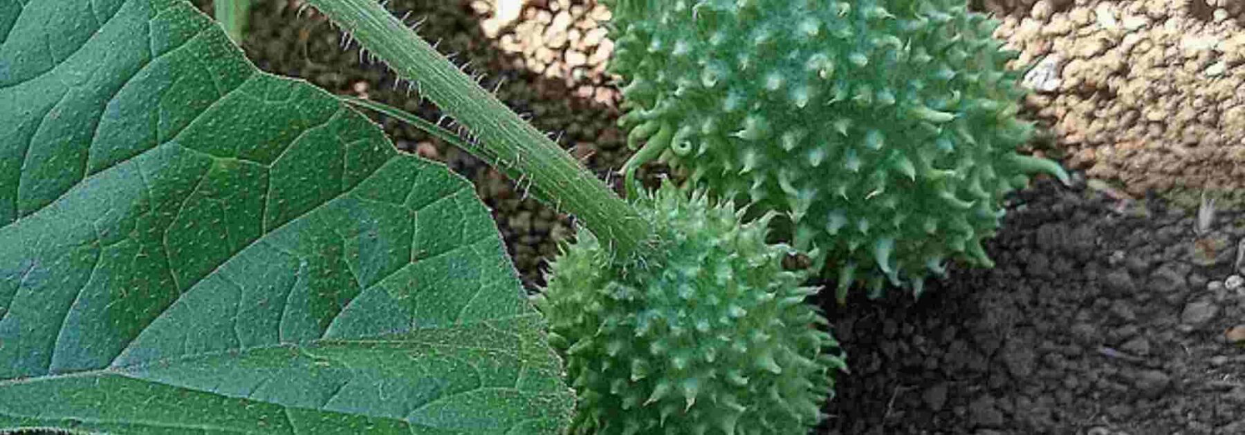 plante de concombre unique