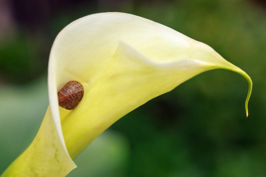 escargot dans une fleur