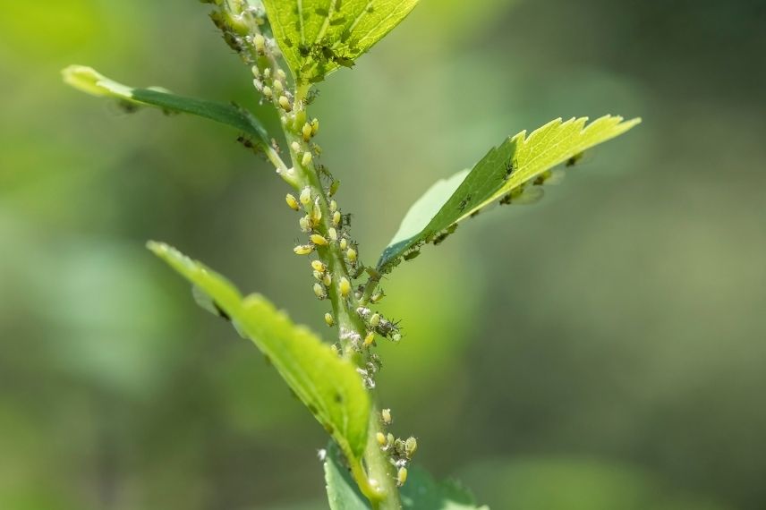 pucerons verts sur feuilles et tiges