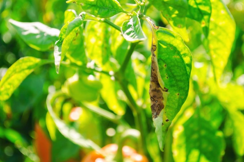 dommages attaques thrips sur feuille