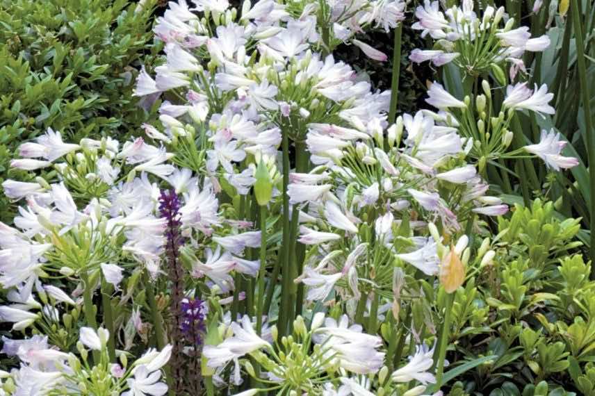 fleurs blanc bleuté d'agapanthe