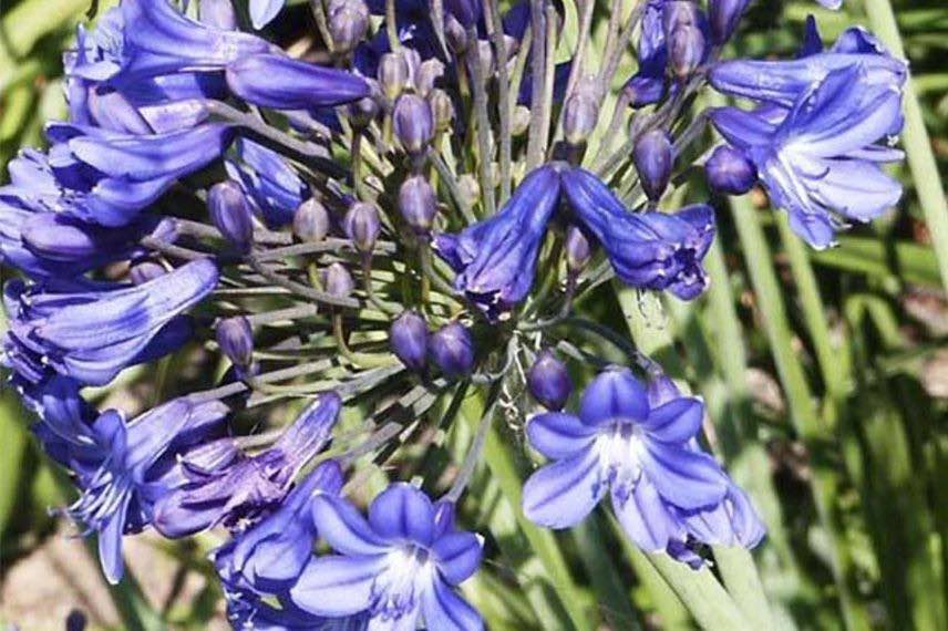 fleur bleue d'agapanthe