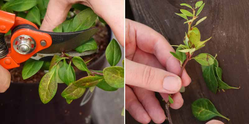 Comment bouturer le Berberis ou Epine-vinette