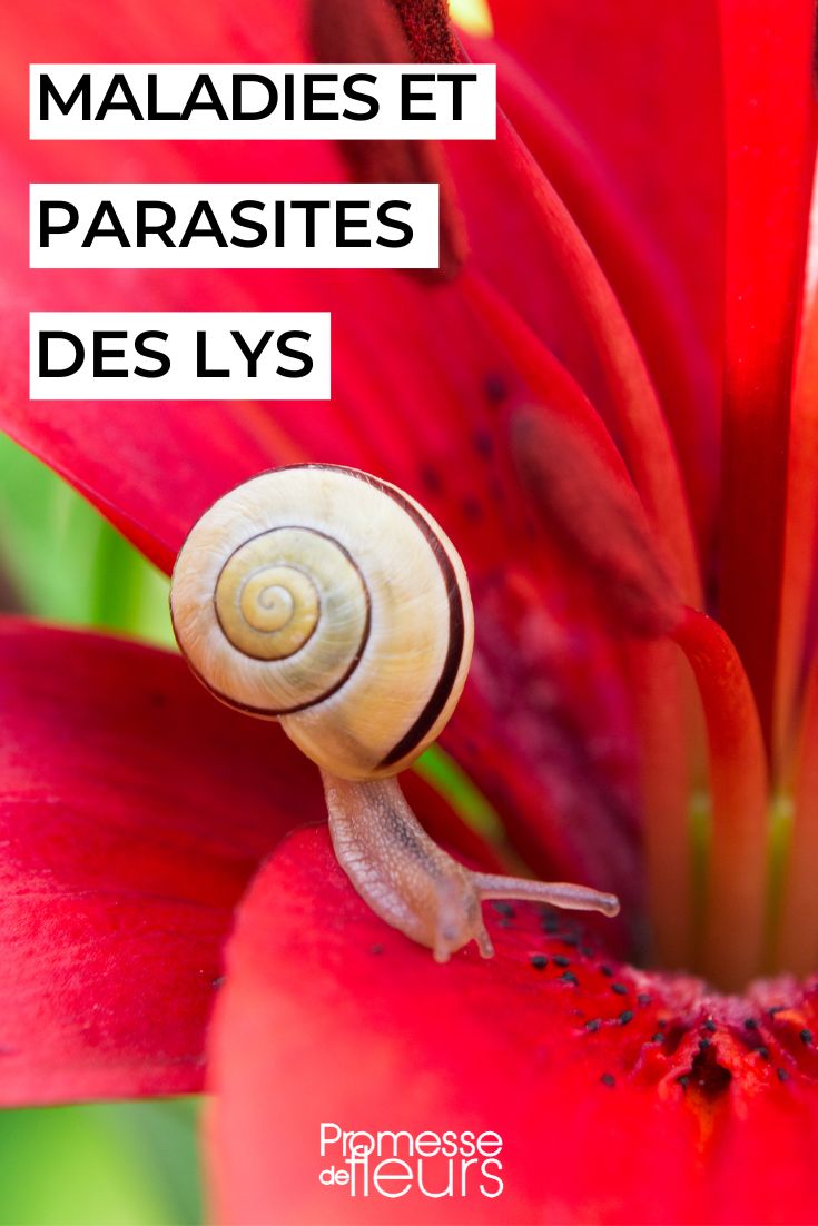 escargot lys