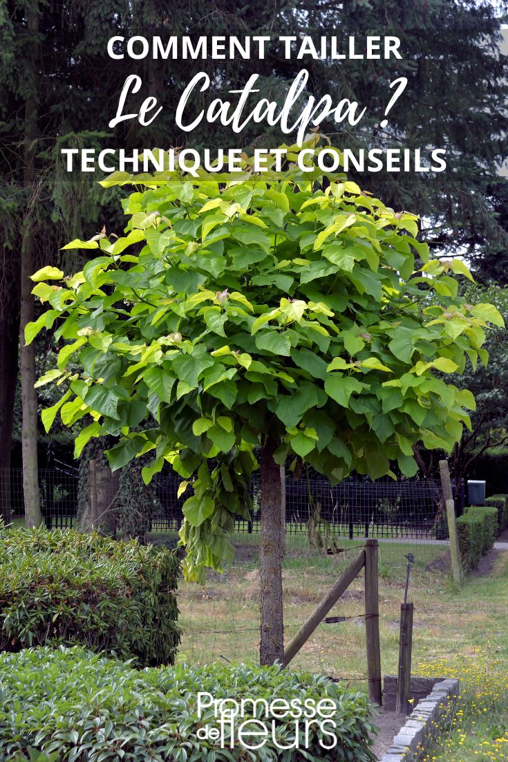 taille du catalpa