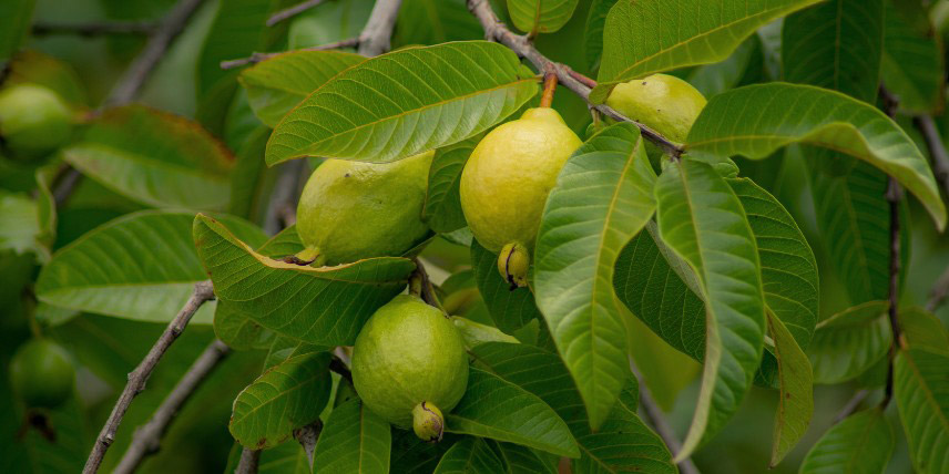 Psidium guajava