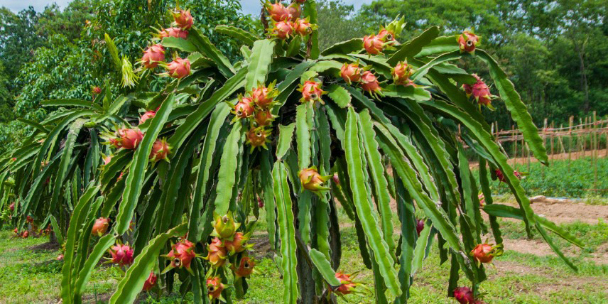 Hylocereus undatus