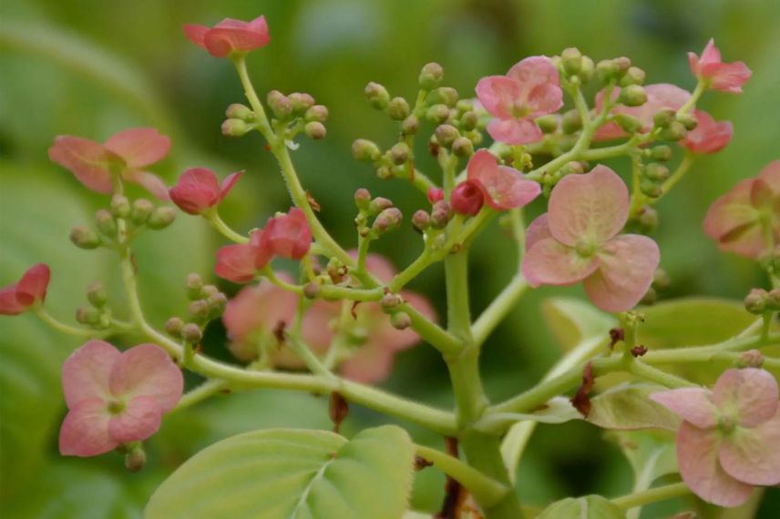 fleurs d'hydrangea grimpant