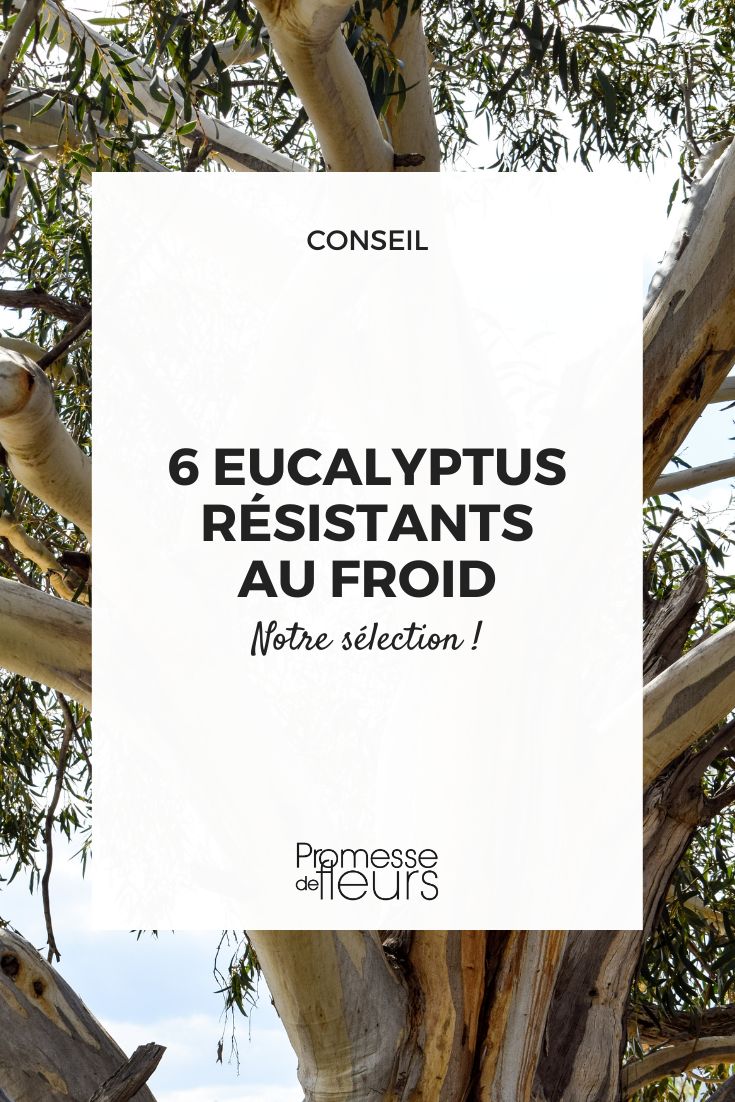 Eucalyptus pauciflora subsp. niphophila 'Mt Bogong'