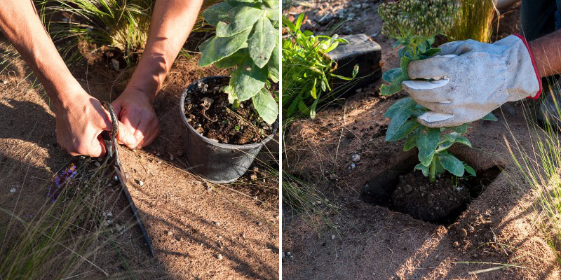 Comment planter dans une toile de paillage biodégradable