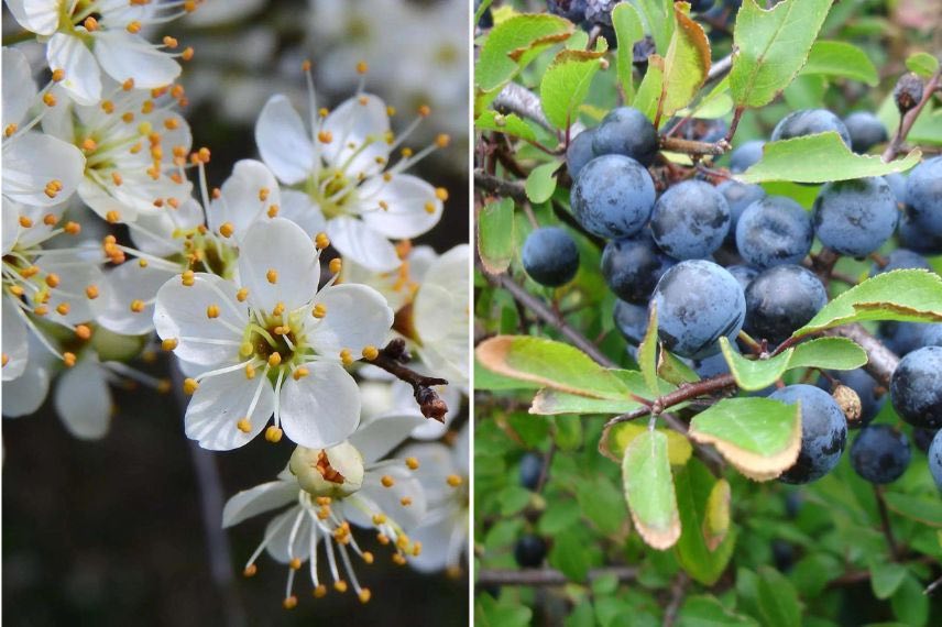 Prunus spinosa fleurs et fruits