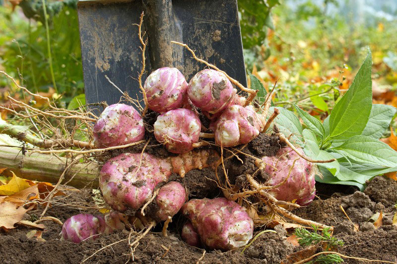 Les tubercules du Topinambour