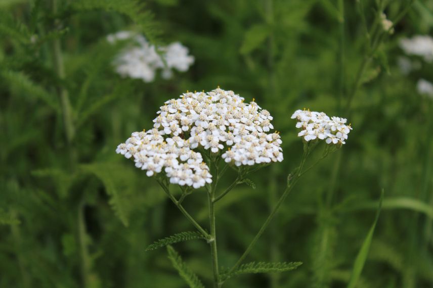 fleur blanche achillee millefeuille