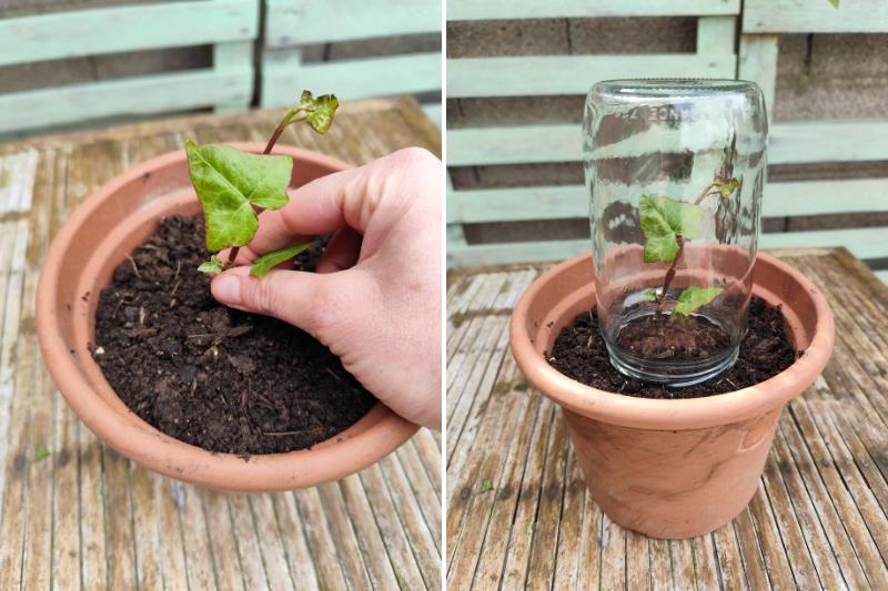 bouturage à l'étouffée du lierre