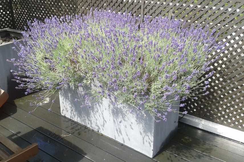 lavande sur terrasse devant claustra