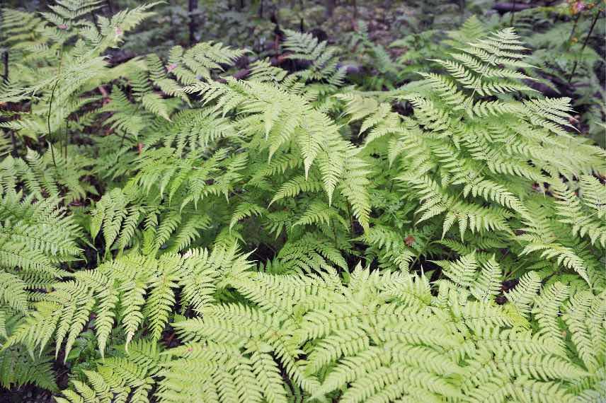 Dryopteris filis-x-mas