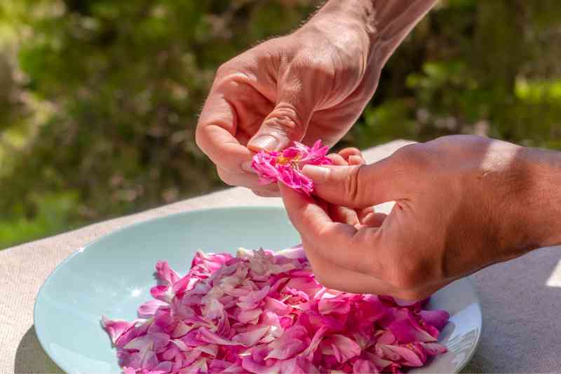 lotion à la rose maison