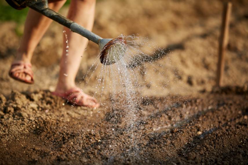 potager sans eau vrai ou faux ?