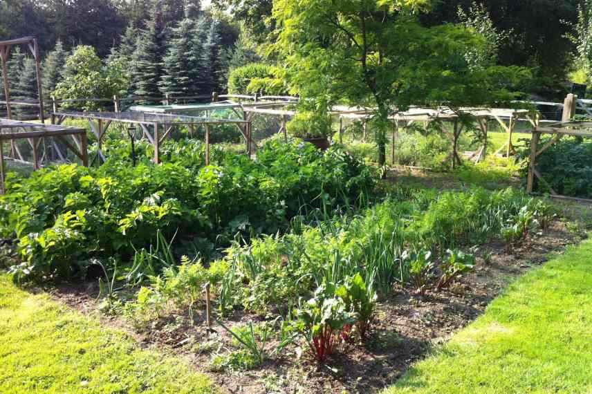 potager sans eau ombrage