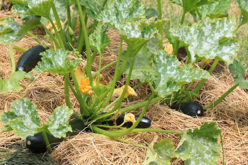 potager sans eau paillage