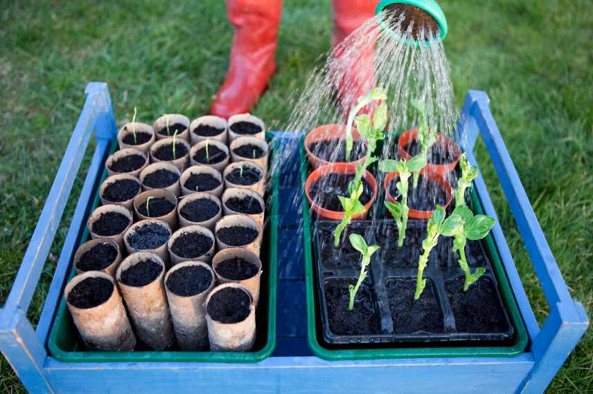 potager sans eau semences