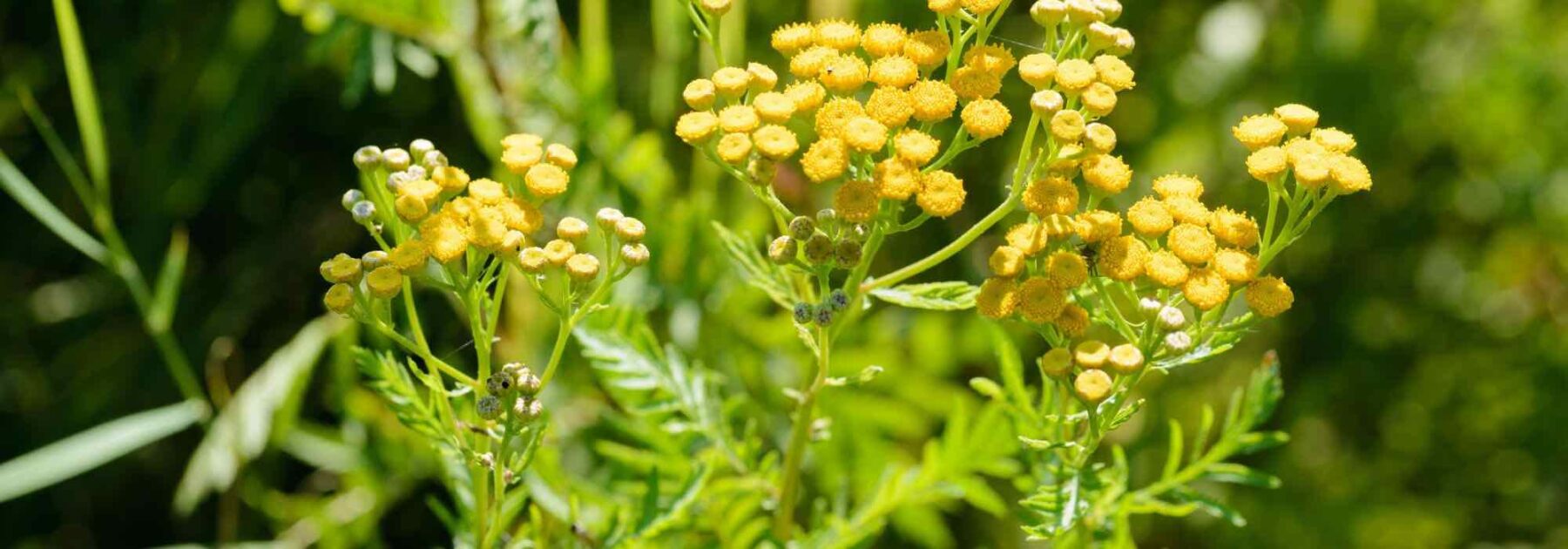 Les insecticides naturels à utiliser en purin et décoction