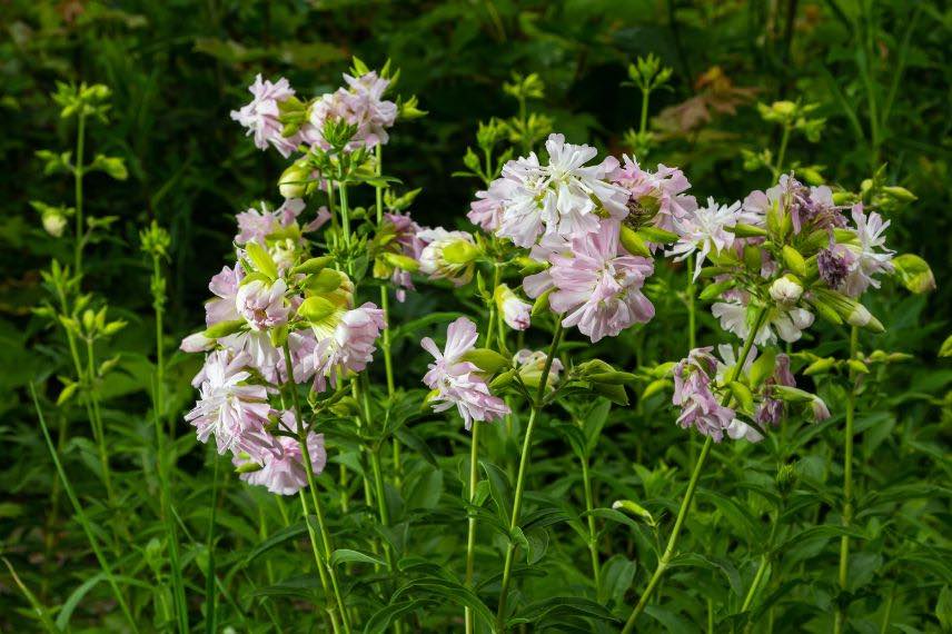 saponaria officinalis