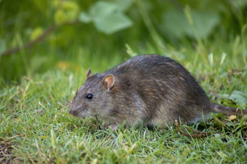 gerer les rongeurs jardin potager