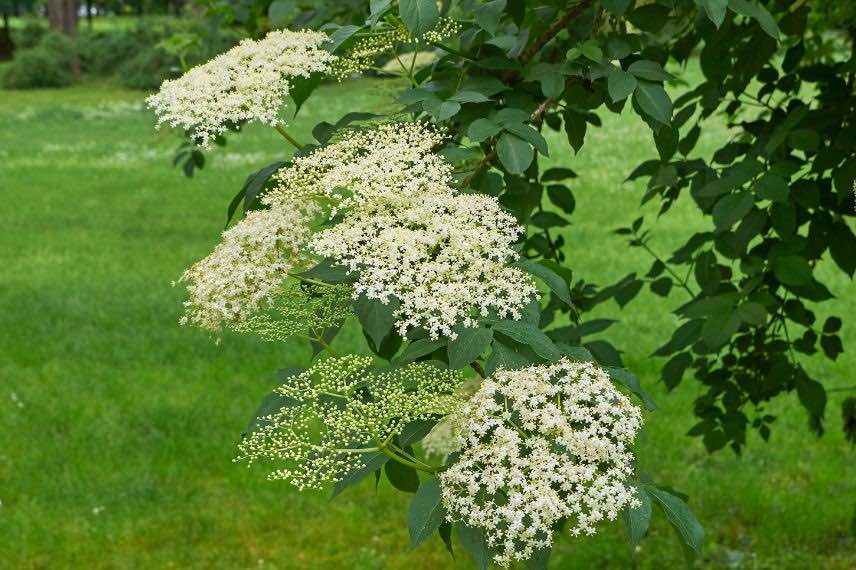 sambucus nigra