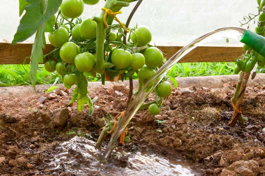 cultiver ses tomates sans arrosage