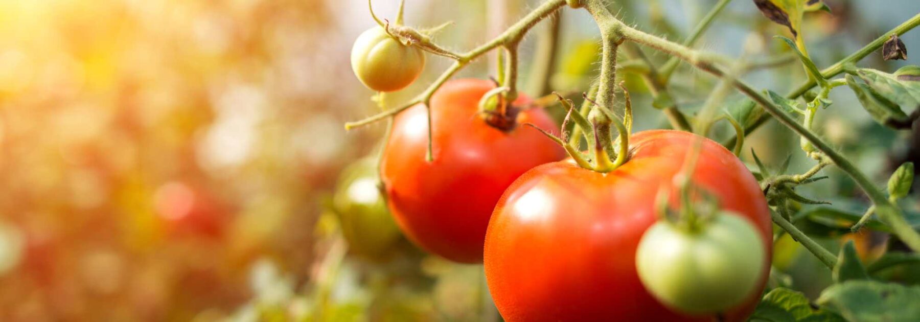 Peut-on vraiment cultiver des tomates sans eau ?